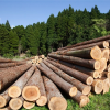 Документы при вырубке деляны леса в 2022 году: как оформить делянку