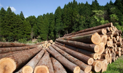 Документы при вырубке деляны леса в 2022 году: как оформить делянку